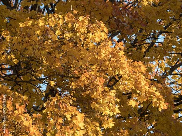 Obraz yellow maple leaves in autumn