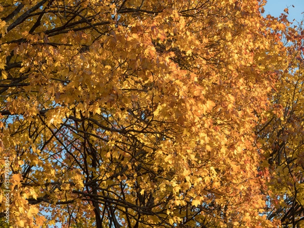 Obraz yellow maple leaves