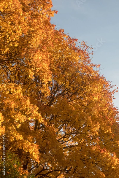 Fototapeta maple leaves in autumn day