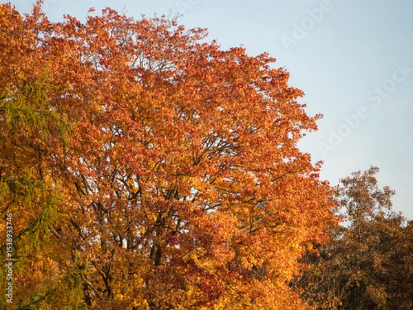 Obraz orange maple leaves