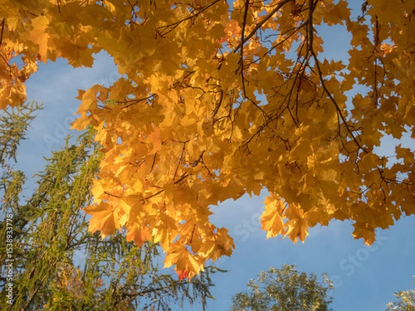Obraz leaves in autumn day