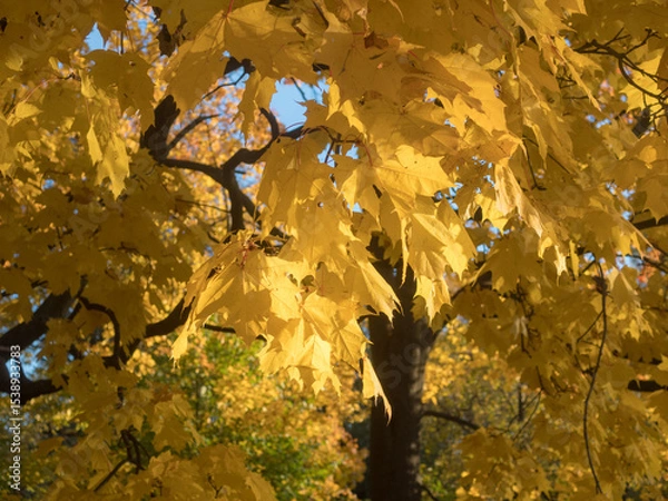 Obraz maple leaves in autumn day
