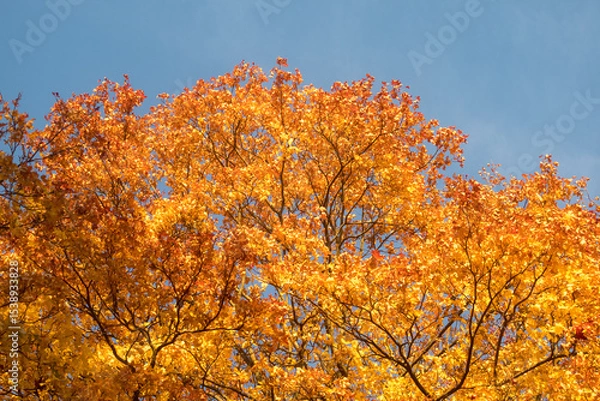 Obraz maple leaves in autumn day