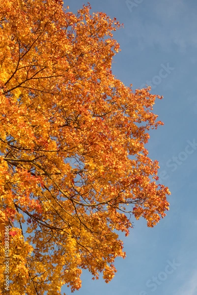 Obraz maple leaves in autumn
