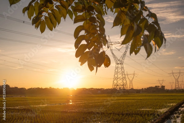 Fototapeta Golden Hour Sunset Over Rice Paddy Field with Power Lines