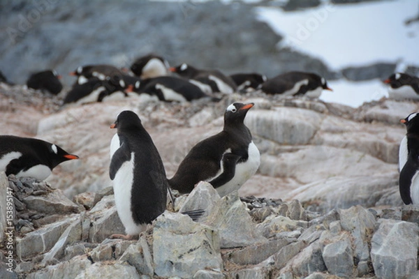 Fototapeta ペンギン