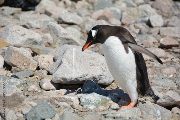 Fototapeta ペンギン