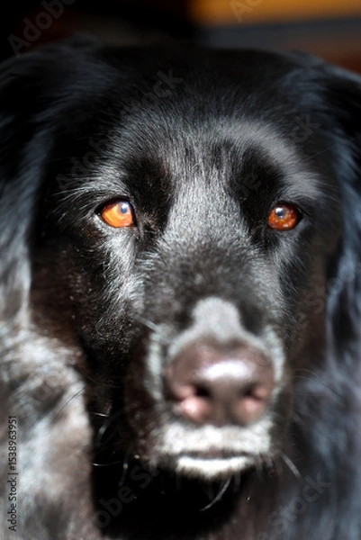 Fototapeta A close up of a German Australian shepherd mix looking directly into the camera.