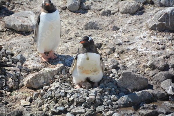 Fototapeta ペンギン