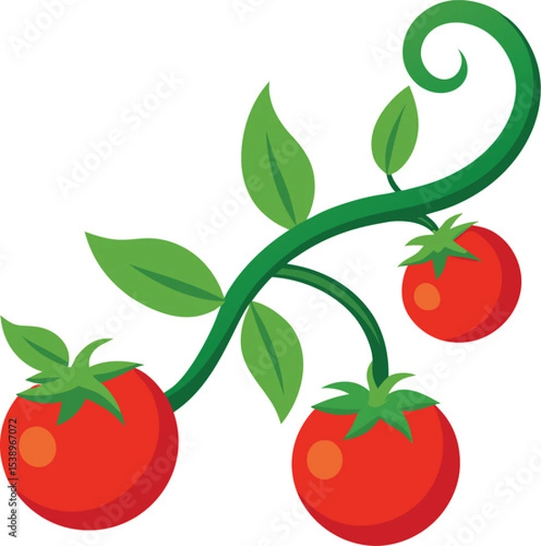Obraz cherry tomatoes vector illustration