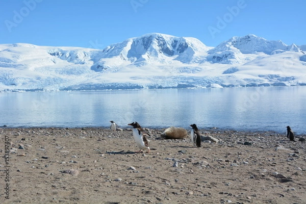 Fototapeta ペンギン