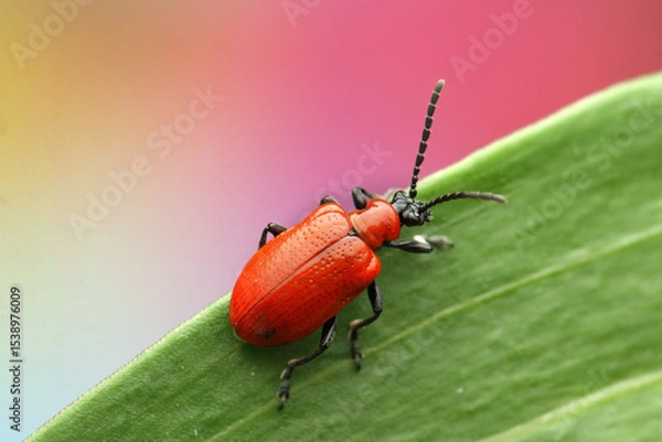 Fototapeta Lilioceris lilii insect on a lily leaf