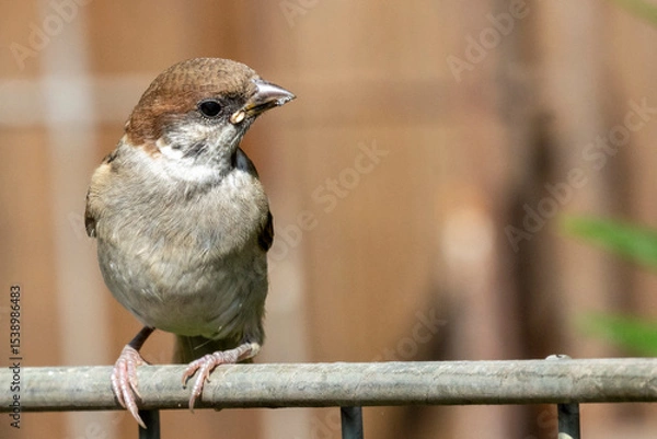 Fototapeta sparrow on a fence