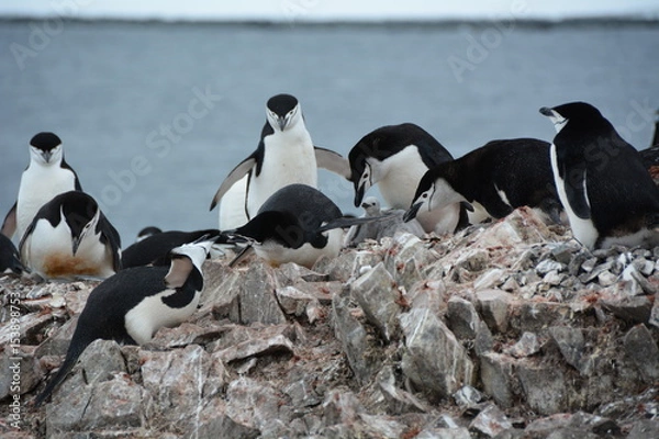 Fototapeta ペンギン