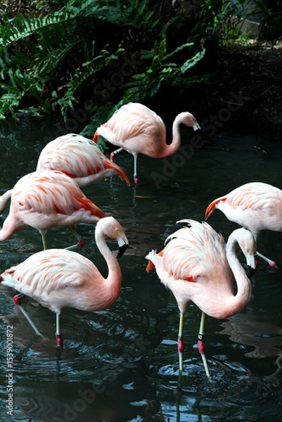 Fototapeta A flock of flamingoes in water