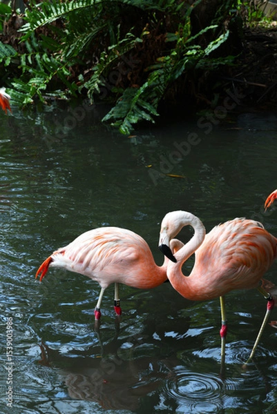 Fototapeta A flock of flamingoes in water