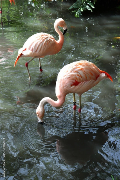 Fototapeta A flock of flamingoes in water