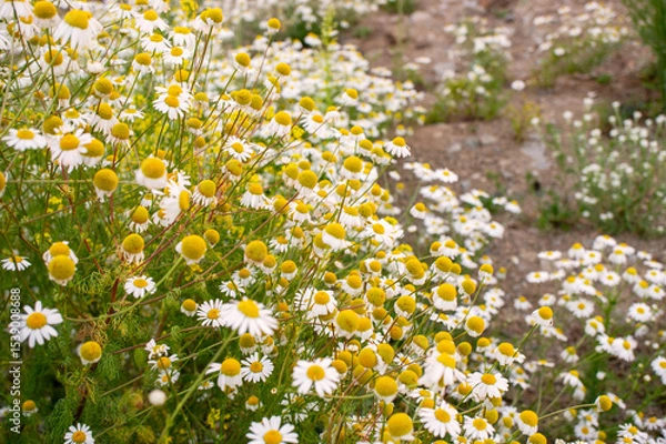Fototapeta Colorful wildflower field showcases white daisies and yellow blooms, creating a vibrant natural landscape with soft textures and a peaceful ambiance for nature lovers