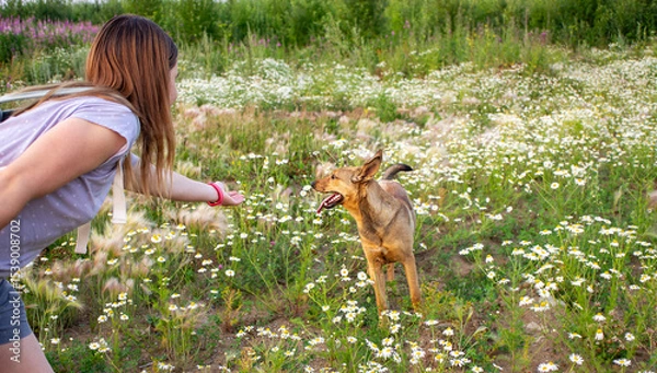 Fototapeta Female engaging with happy mixed breed red dog in a lush field of wildflowers, capturing a lively scene of connection and joy in a natural outdoor environment