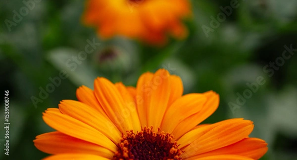 Fototapeta Vibrant orange Calendula officinalis flower with intricate petals and rich texture stands out against a blurred green background, showcasing the beauty of nature in full bloom, botanical garden
