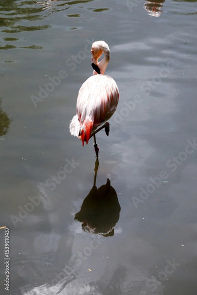 Fototapeta A lone flamingo in the water with a reflection