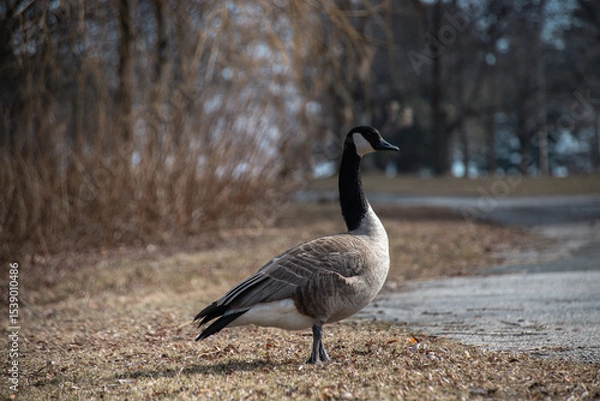 Fototapeta Side profile of a Canada goose standing on dry grass near a paved park path, with bare trees in the background.