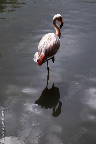 Fototapeta A lone flamingo in the water with a reflection