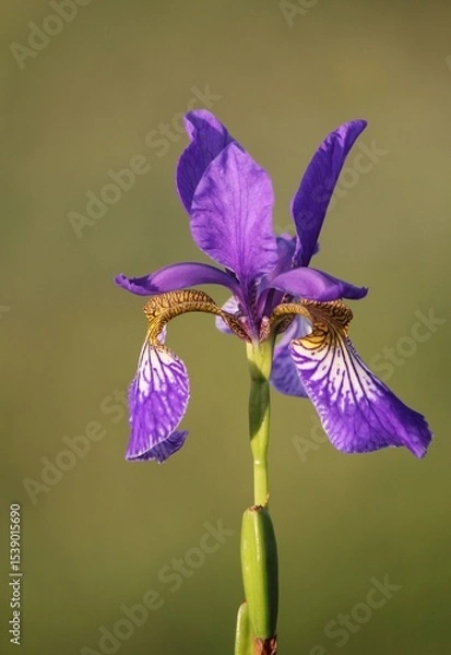 Obraz purple iris flower. Irises. Purple iris bud on blurred grass background. Beautiful natural background. Summer flowers close-up. Delicate bud. Petals. Bright landscape. Macro