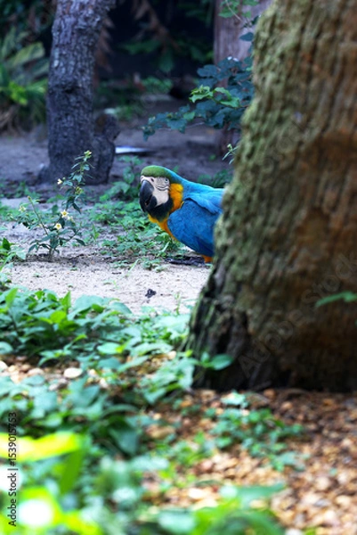 Fototapeta A colorful blue patter hiding behind a tree