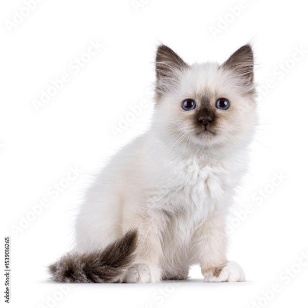 Obraz Adorable seal point Sacred Birman cat kitten, sitting up side ways. Looking straight to camera with breed specific blue eyes. Isolated on a white background.