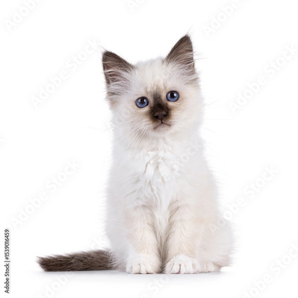 Obraz Adorable seal point Sacred Birman cat kitten, sitting up facing front. Looking straight to camera with breed specific blue eyes. Isolated on a white background.