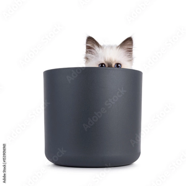 Obraz Adorable seal point Sacred Birman cat kitten, sitting in grey flower pot. Peeping over edge straight to camera with breed specific blue eyes. Isolated on a white background.
