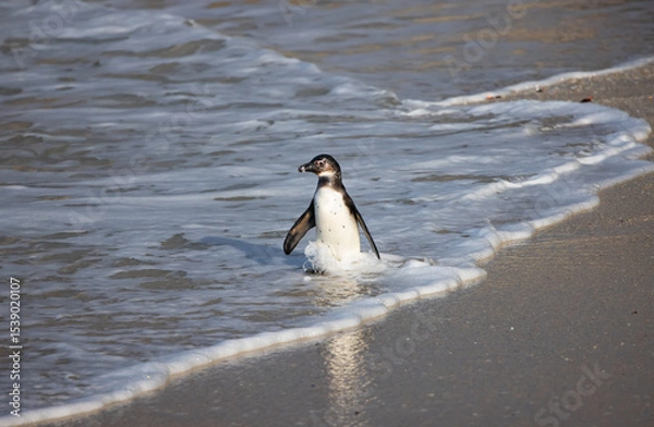 Obraz Colony of african penguin on rocky beach - Boluders, South Africa