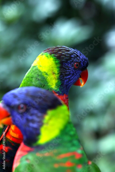 Fototapeta A Macro photo of colorful parakeets