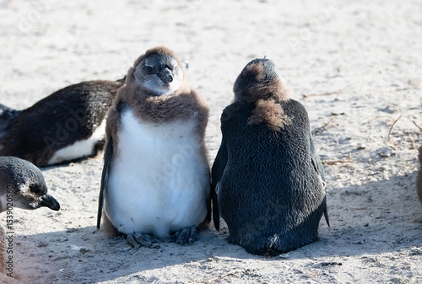 Obraz Colony of african penguin on rocky beach - Boluders, South Africa