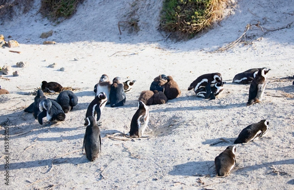 Obraz Colony of african penguin on rocky beach - Boluders, South Africa