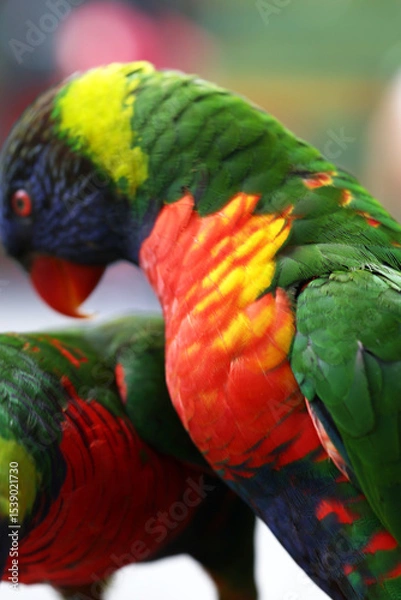 Fototapeta A Macro photo of colorful parakeets