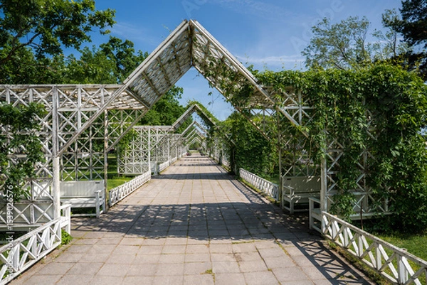 Obraz Stone tiled pathway in Parnu, Estonia, with white wooden trellises covered in green climbing plants, flanked by benches and surrounded by trees.