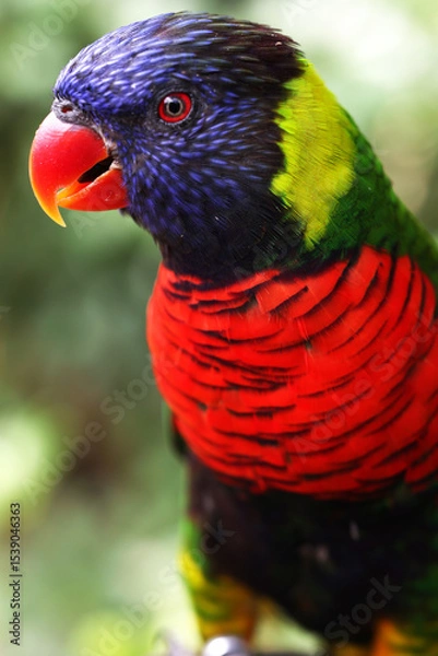Fototapeta A Macro photo of a colorful parakeet