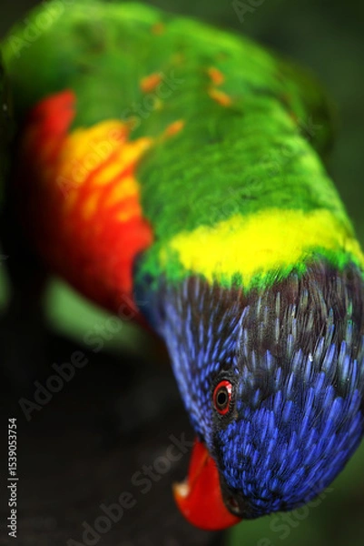 Fototapeta A Macro photo of colorful parakeets