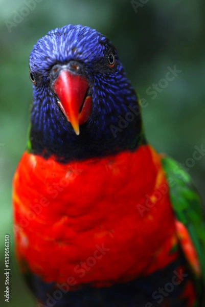 Fototapeta A Macro photo of a colorful parakeet