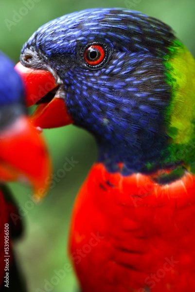 Fototapeta A Macro photo of colorful parakeets