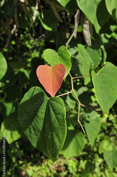 Fototapeta Heart shaped redbud leaf in the spring
