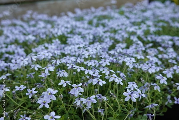 Obraz campo in fiore