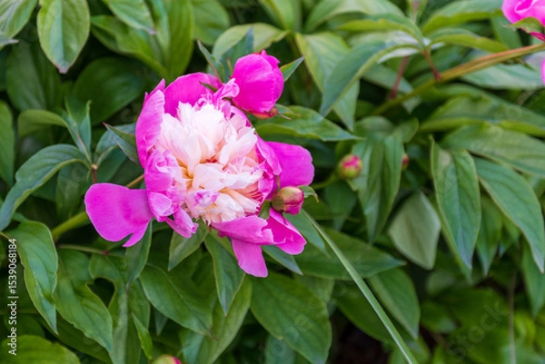 Fototapeta A delicate peony with soft pink and white petals, blooming gracefully with layers of ruffled texture, radiating gentle beauty and elegance in natural light.