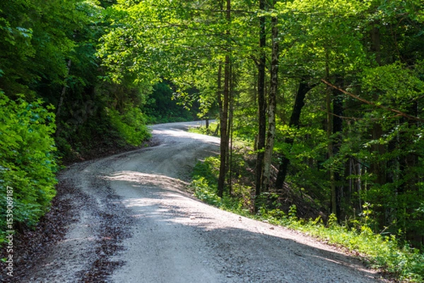 Fototapeta A peaceful forest alley stretches into the distance, flanked by tall green trees with lush canopies. Sunlight filters softly through the leaves, casting dappled light on the earthy path.
