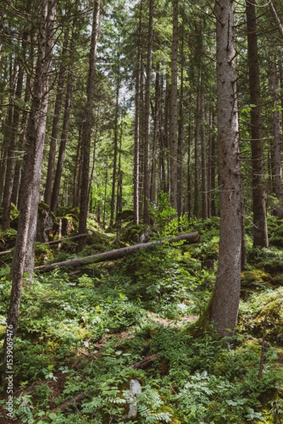 Fototapeta Tall evergreen trees rise densely from the forest floor, their dark green needles contrasting with soft sunlight filtering through the canopy—calm, cool, and deeply peaceful woodland beauty.
