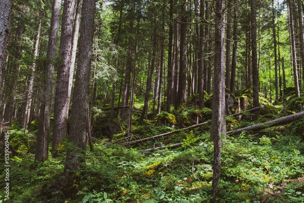 Fototapeta Tall evergreen trees rise densely from the forest floor, their dark green needles contrasting with soft sunlight filtering through the canopy—calm, cool, and deeply peaceful woodland beauty.