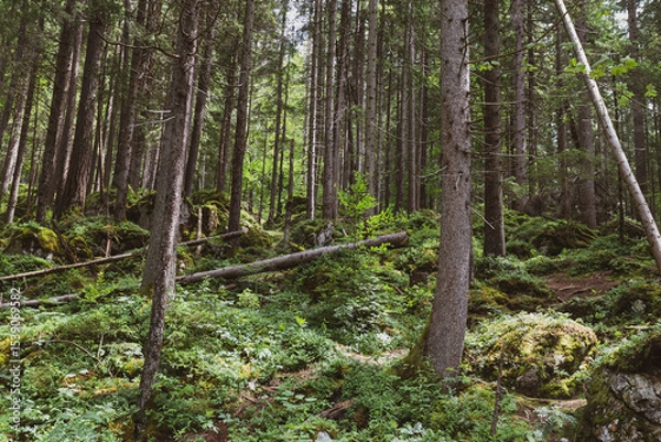 Fototapeta Tall evergreen trees rise densely from the forest floor, their dark green needles contrasting with soft sunlight filtering through the canopy—calm, cool, and deeply peaceful woodland beauty.