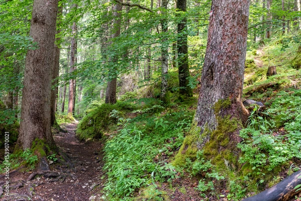 Fototapeta Tall evergreen trees rise densely from the forest floor, their dark green needles contrasting with soft sunlight filtering through the canopy—calm, cool, and deeply peaceful woodland beauty.